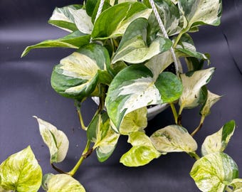 6” Manjula Pothos hanging basket #1 - EXACT PLANT - lovely trail coloration - Epipremium Aurea - HUGH foliage leaves houseplant - home decor