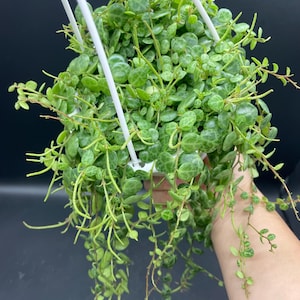 4.5&quot; String of Turtles hanging basket - SOT home decor - Peperomia Prostrata plant - Trailing and Full Houseplant - succulent