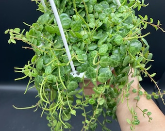 4.5&quot; String of Turtles hanging basket - SOT home decor - Peperomia Prostrata plant - Trailing and Full Houseplant - succulent