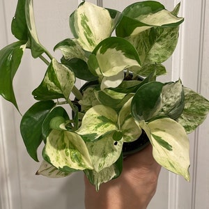 4” Manjula Pothos pot with many rooted strands (shipping rate includes a heat pack if needed)