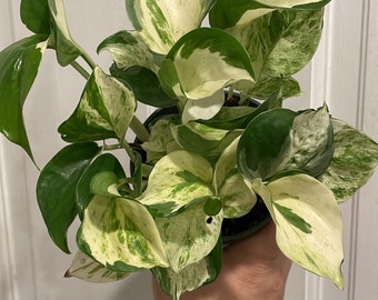 4” Manjula Pothos pot with many rooted strands (extreme weather packaging included)