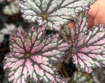 4” Begonia BEWITCHED PINK plant pot - IRIDESCENT foliage purple green shimmer - Rex - home decor - low maintenance