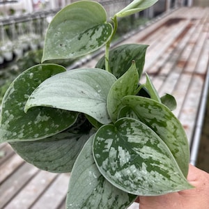 May include: Close-up of a Scindapsus pictus plant, also known as Satin Pothos. The plant features large, heart-shaped leaves with a silvery-green hue and irregular, white-green variegation. The leaves have a velvety texture.