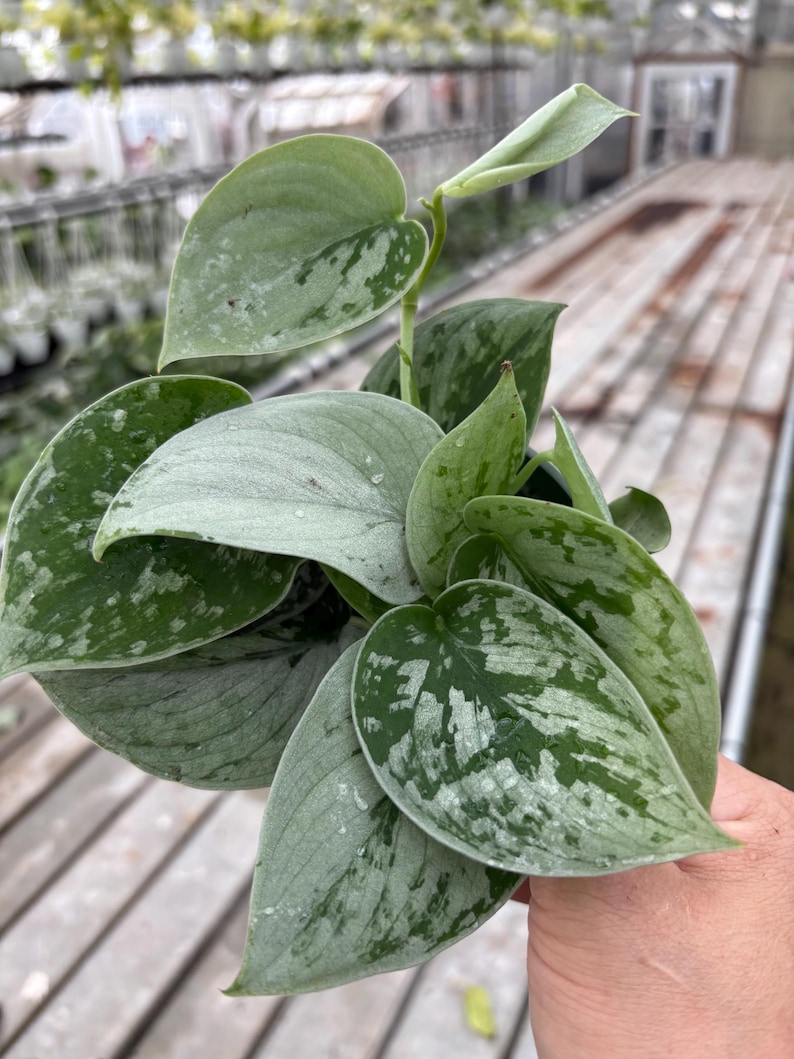 May include: Close-up of a Scindapsus pictus plant, also known as Satin Pothos. The plant features large, heart-shaped leaves with a silvery-green hue and irregular, white-green variegation. The leaves have a velvety texture.