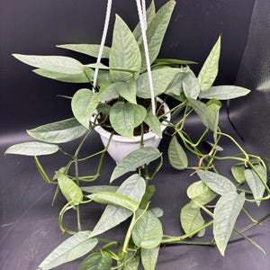 May include: A hanging potted plant with long, trailing stems and large, textured, green leaves. The plant is in a white pot suspended by white rope against a dark background. The leaves have a silvery-green hue.