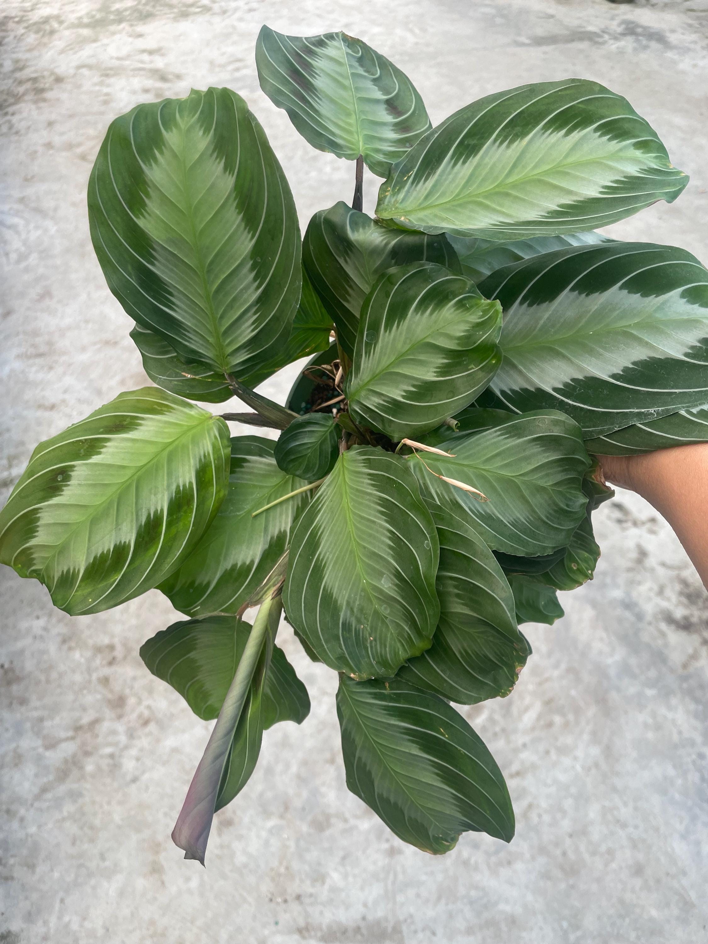 Silver Band Prayer Plant - Maranta - Easy to Grow - 4" Mini Hanging Basket