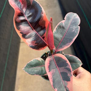 May include: A close-up of a Rubber Plant with vibrant leaves. The leaves display a striking mix of colors, including deep burgundy, black, and soft pink. The plant is in a small green pot, showcasing its colorful foliage.