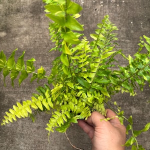 4” TIGER STRIPE FERN plant pot - tropical houseplant - striking yellow green striped frond foliage - lush variegated Boston Fern - outdoors