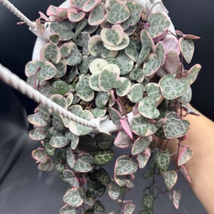 4.5” VSOH Variegated String of Hearts hanging basket - colorful and trailing home decor plant - beautiful GIFT - easy care succulent