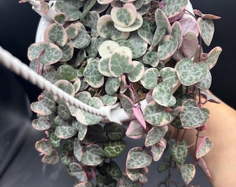 4.5” VSOH Variegated String of Hearts hanging basket - colorful and trailing home decor plant - beautiful GIFT - easy care succulent