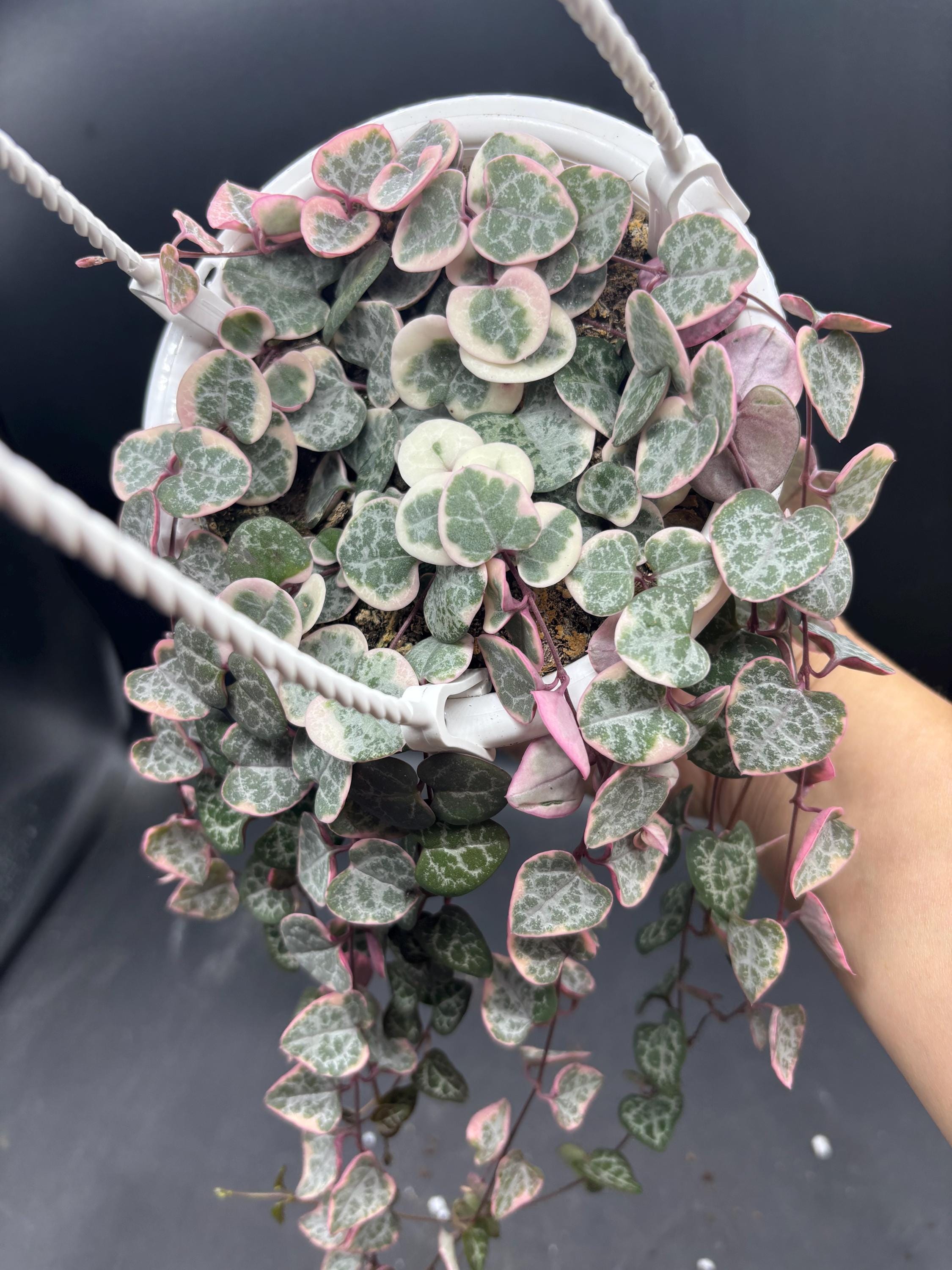 4.5” VSOH Variegated String of Hearts Hanging Basket - Colorful