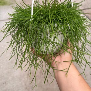 May include: A green Rhipsalis plant in a white hanging pot. The plant has long, thin, green stems that cascade downwards. The pot is suspended by white metal wires. The plant is held by a person's hand.