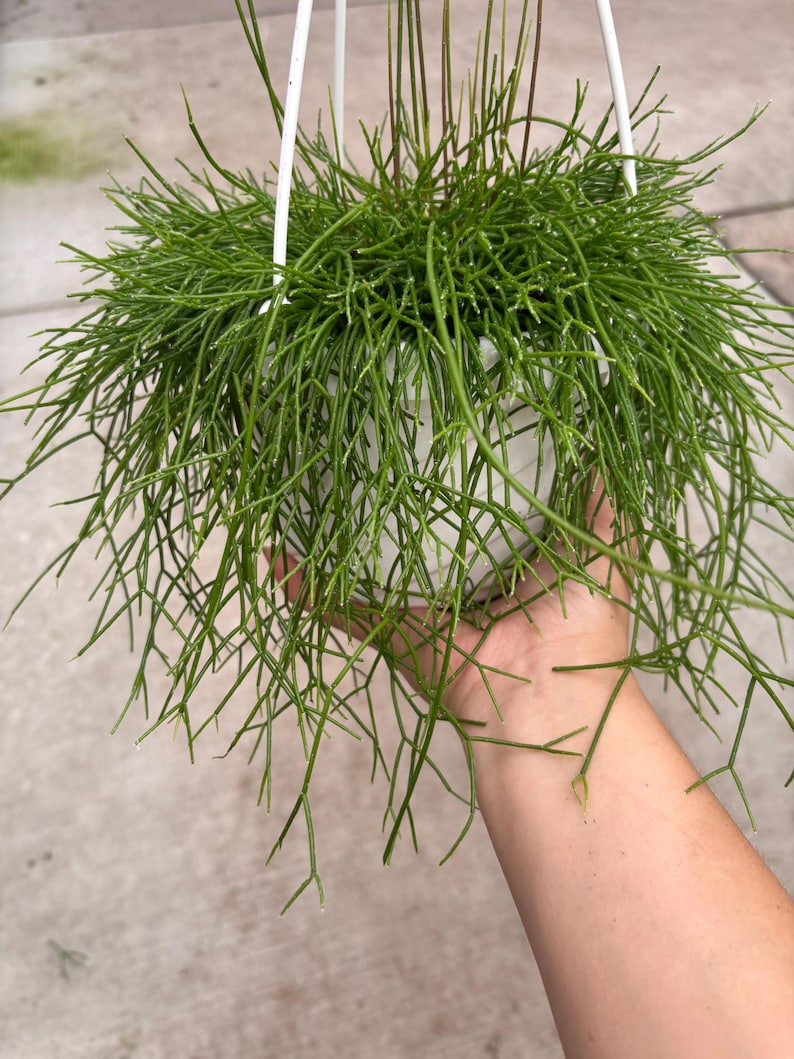 May include: A green Rhipsalis plant in a white hanging pot. The plant has long, thin, green stems that cascade downwards. The pot is suspended by white metal wires. The plant is held by a person's hand.