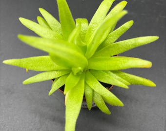 2” PINGUICULA APHRODITE - vigorous beginner Butterwort hybrid plant pot - violet flower - carnivorous houseplant