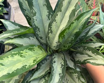 6” JUBILEE AGLAONEMA plant pot - Chinese Evergreen - rooted growth points - big and bushy houseplant - home decor - gift
