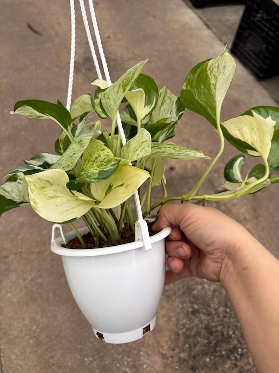 4.5 MANJULA POTHOS Hanging Basket - Epipremnum Aurea - Many Rooted Strands  in Plant - Big Leaves - Popular Houseplant - Home Decor - Etsy