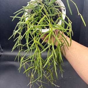 May include: A trailing Hoya plant with long, slender, needle-like green leaves growing from a white plastic pot. The plant features multiple cascading stems that hang downward, displaying a dense network of thin, pointed foliage throughout the container.
