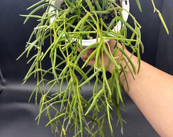 4.5” LONG Hoya LINEARIS hanging basket - trailing Wax plant - Porcelain plant - uncommon easy care plant - full with several rooted sections