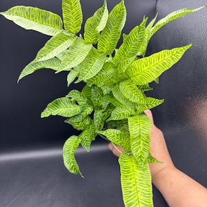 4” STRIPED BAMBOO FERN “Golden Zebra” plant pot -  multiple growth and lush - foliage houseplant - yellow and green leaf striations