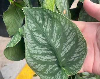 Monstera Dubia plant - rare and uncommon- 3 leaf cutting - Shingle plant - home decor - beautiful veining