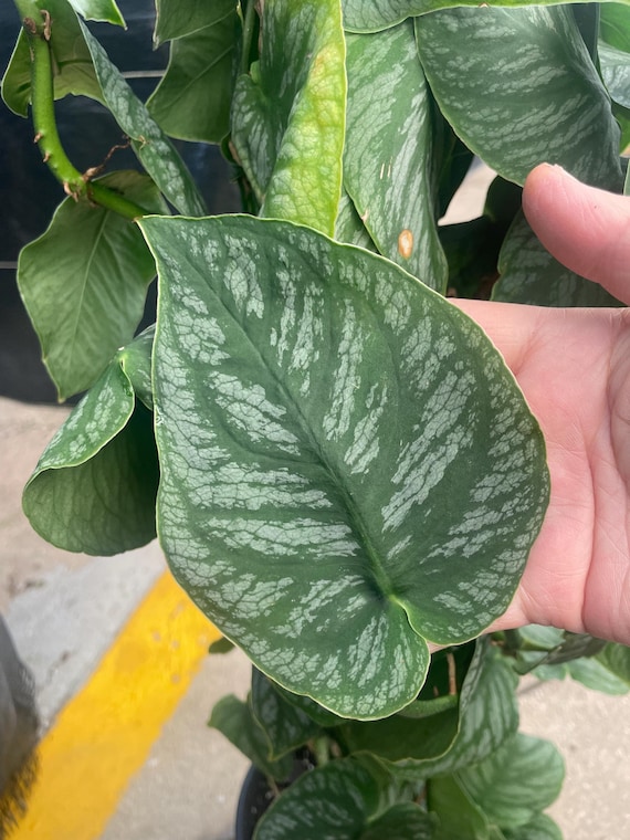 Monstera Dubia Plant - Rare and Uncommon- 3 Leaf Cutting - Shingle Plant -  Home Decor - Beautiful Veining - Etsy