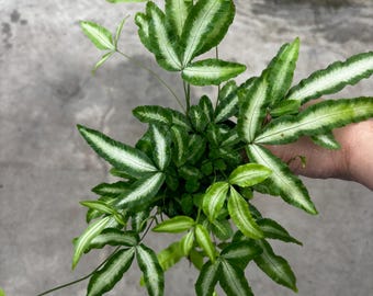 4” SILVER RIBBON FERN pot - Cretan Brake plant - frond leaves houseplant - pet safe - silvery white center foliage - terrarium plant