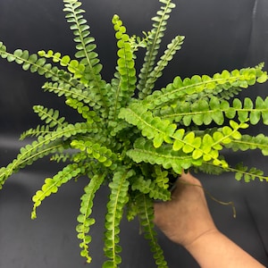 May include: A vibrant green fern plant featuring numerous slender, arching fronds covered in small, rounded, individual leaflets. The plant displays a dense, radial growth pattern with bright lime-green foliage extending outward from the center.