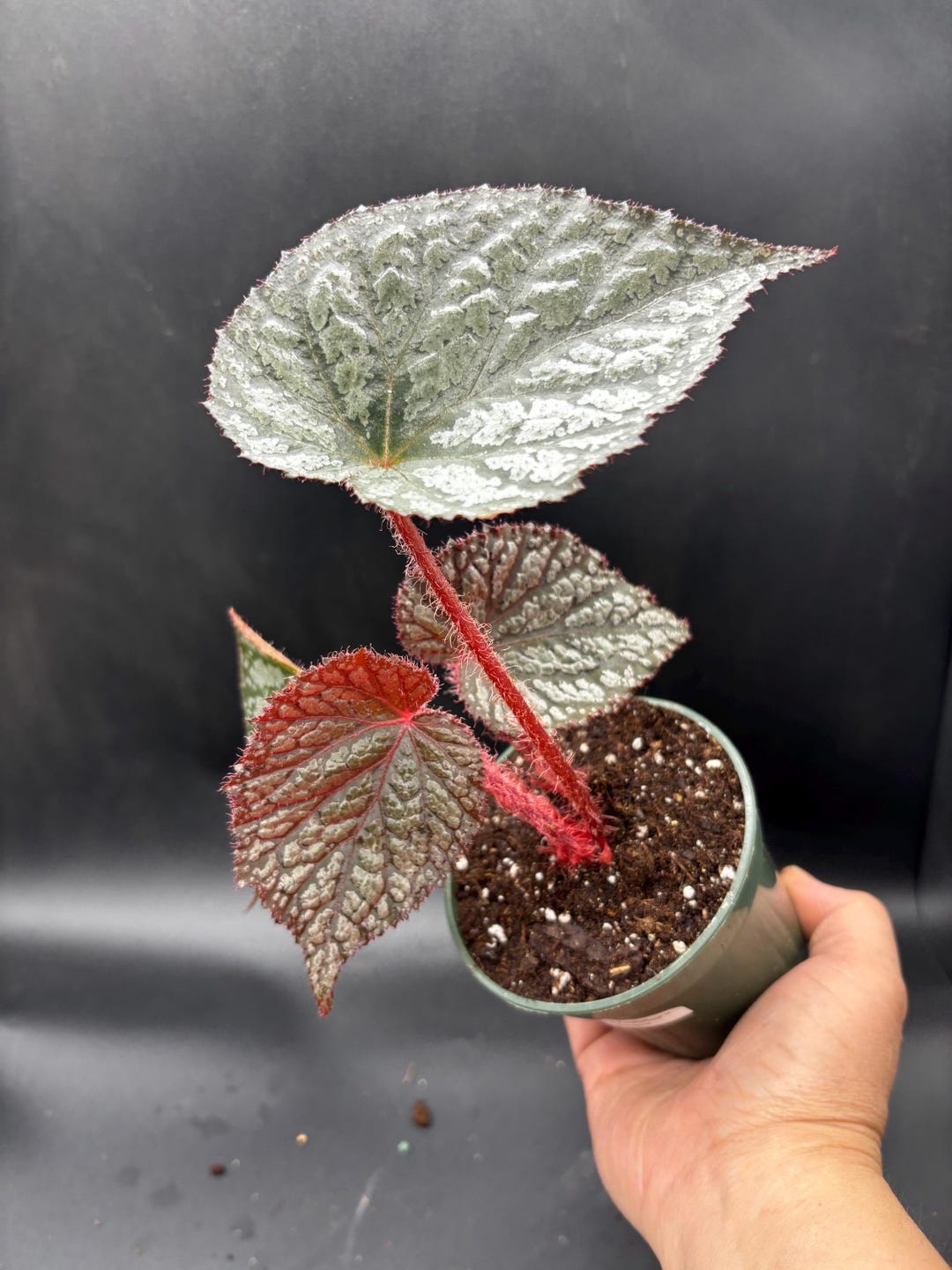 4” Emma's Evolution Vampire Slayer TM Begonia Pot - TRADEMARKED