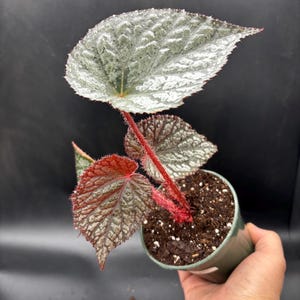 May include: A potted Begonia plant with large, textured leaves. The leaves are primarily silver with green veins and red edges. The stems are a vibrant red, and the plant is in a green pot.