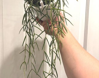 4.5” Hoya LINEARIS hanging EXACT basket “C” - super long trailing Porcelain Wax plant - easy care plant - full with several rooted sections