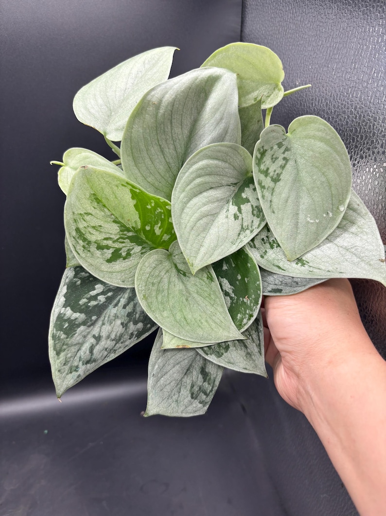 May include: Close-up of a houseplant with large, heart-shaped leaves. The leaves are a mix of light and dark green with silver-gray variegation. The plant is held in a hand against a dark background. The plant appears healthy and vibrant.