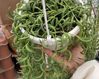 6” Trailing String of Banana hanging basket