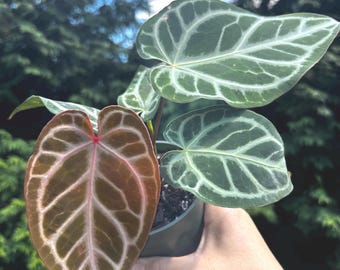 4” BRIELLE x ZARA x Doc Block Anthurium hybrid plant pot - uncommon gorgeous Anthurium - houseplant - cool foliage home decor