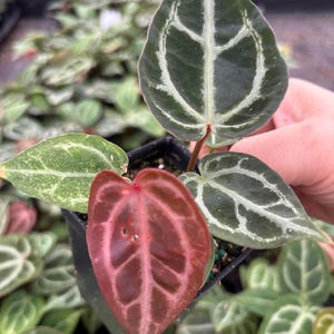 4” BRIELLE X ZARA X Doc Block Anthurium Hybrid Plant Pot