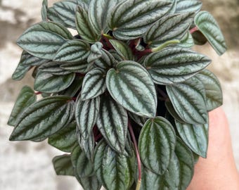 4” SAN MARINO Peperomia plant pot - pet safe - green leaves silver hints foliage - maroon underside - compact houseplant - home decor
