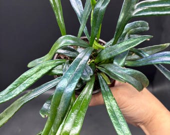 4” BLUE OIL Fern pot with multiple plants and growth - rare Microsorum Thailandicum houseplant - IRIDESCENT blue green leaves - Gift plant