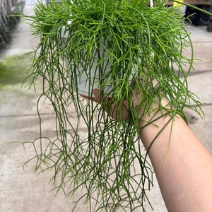 May include: A hanging basket with a vibrant green plant. The plant has long, thin, cascading stems with small, needle-like leaves. The plant is in a white plastic pot, suspended by a white hanger. The plant is lush and full, with a natural, organic appearance.
