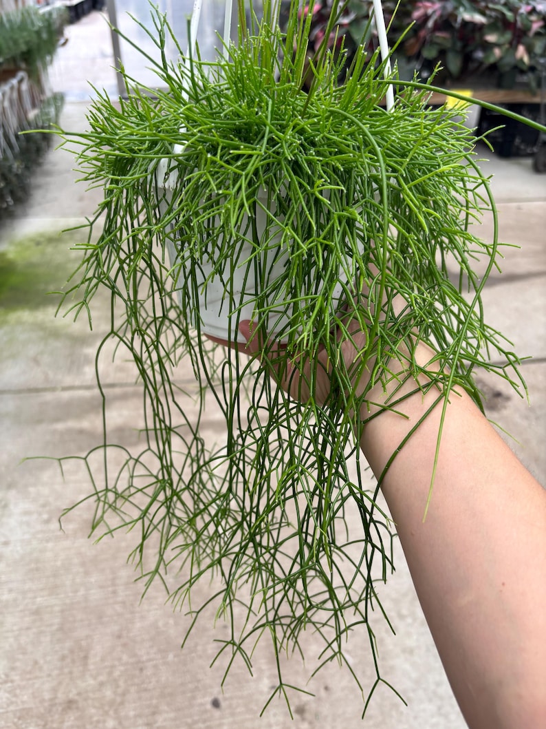 May include: A hanging basket with a vibrant green plant. The plant has long, thin, cascading stems with small, needle-like leaves. The plant is in a white plastic pot, suspended by a white hanger. The plant is lush and full, with a natural, organic appearance.