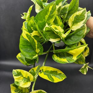 giant zz plant ZZ plant (Zamioculcas Zamifolia)