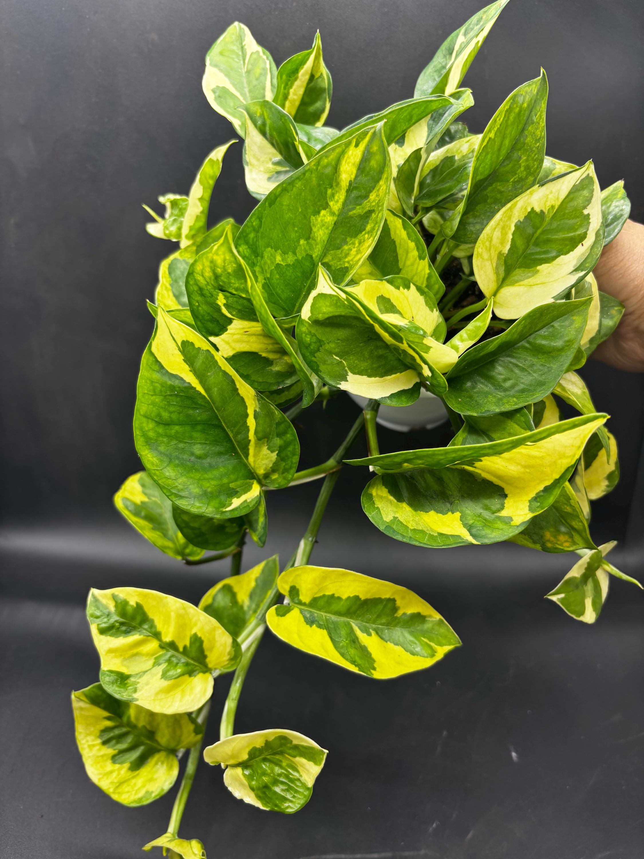 4.5” LIZARD QUEEN Pothos Plant Hanging Basket - Rare CULTIVAR