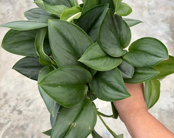 6” TREUBII MOONLIGHT Scindapsus pot - silver leaf foliage houseplant - rooted plant - stunning home decor