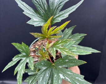 4” RARE BEGONIA KIMBY plant pot - serrated shaped foliage leaves - houseplant - uncommon and beautiful home decor