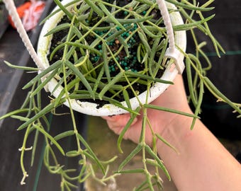 4.5” Hoya LINEARIS hanging basket - trailing Wax plant - Porcelain plant - uncommon easy care plant - full with several rooted sections