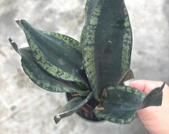 4” WHITNEY Snake plant pot - Dracaena trifasciata - DWAFT variety - Sansevieria home decor houseplant - striped leaf foliage