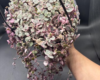 8” Variegated String of Hearts basket - multiple rooted growth VSOH - colorful pink yellow cream green foliage - succulent plant - GIFT
