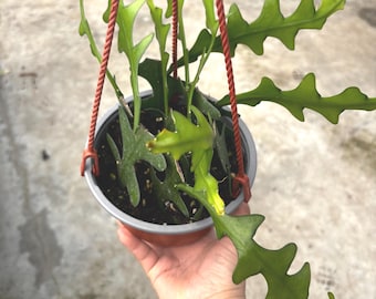 6” RIC RAC Cactus hanging basket - multiple cacti - succulent houseplant - low maintenance plant - striking home decor