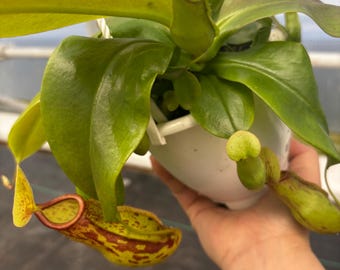4.5” NEPENTHES ST GAYA  hanging basket - Carnivorous Pitcher plant leaves - houseplant - home decor - big dramatic pitchers