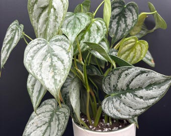 4” BRANDI Philodendron plant pot - Brandtiaum houseplant - silver heart shaped leaves - home decor - classic easy growing plant