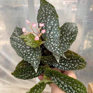 May include: A spotted begonia plant with green leaves and pink flowers. The leaves have white spots on them.