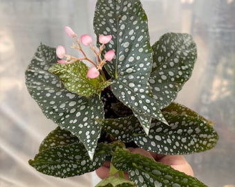 4” White Ice Begonia plant pot - polka dot - falling snow - holiday - beginner friendly - spotted home decor - PINK FLOWERS